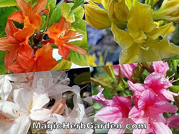 Rhododendron (Augusta Beauty Pericat Hybrid Azalea) - #2