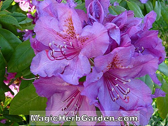 Rhododendron (Maryland Purple Kurume Azalea)