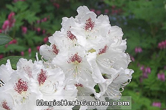 Rhododendron (Peter Kersbergen Mollis Hybrid Azalea) - #2
