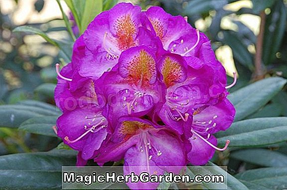 Rhododendron (Adriaan Koster Mollis Hybrid Azalea)