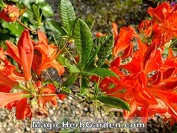Rhododendron (Baron Nathaniel de Rothschild Belgian Indica Azalea) - #2