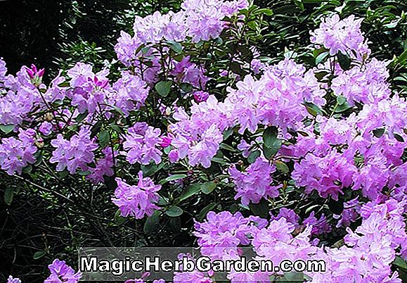 Tumbuhan: Rhododendron (Pink Progress Kurume Azalea) - #2