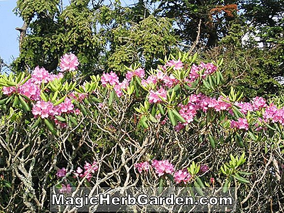 Rhododendron (Kemajuan Merah Kurume Azalea)