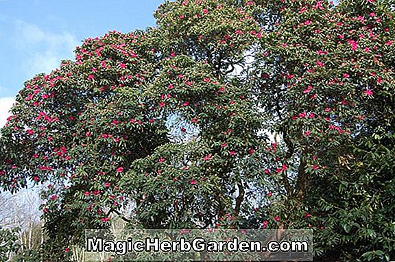 Tumbuhan: Rhododendron (Red Velvet Ilam Hybrid Azalea)