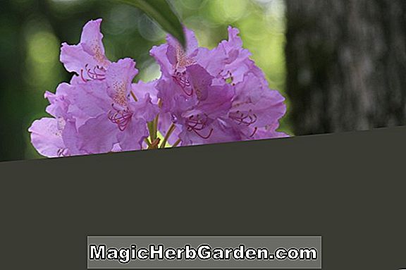 Rhododendron (Robin Hill Gillie Hybrid Azalea) - #2