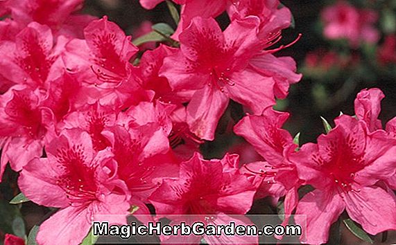 Tumbuhan: Rhododendron (Rosy Mollis Hybrid Azalea)