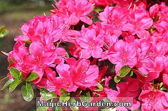 Tumbuhan: Rhododendron (Rubinetta Kurume Azalea) - #2