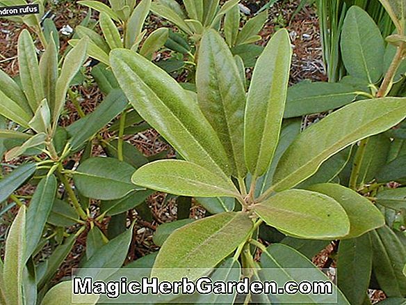 Rhododendron (Rufus Ilam Hybrid Azalea) - #2