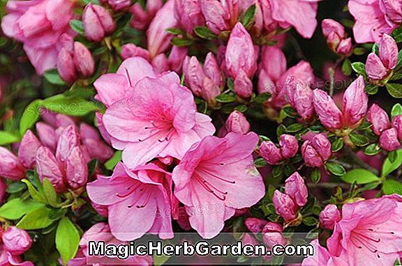 Rhododendron (Bouquet Rose Kurume Azalea)