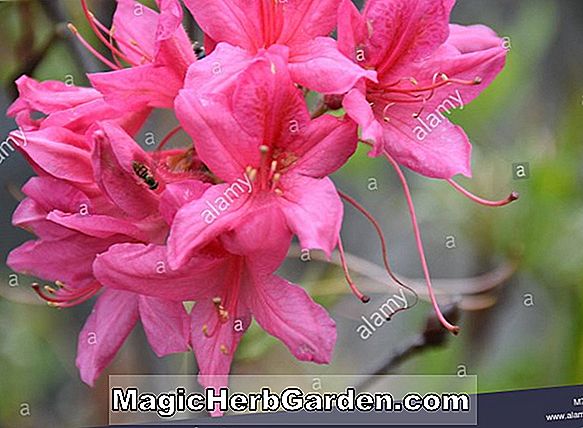 Tumbuhan: Rhododendron (Saturne Ghent Hybrid Azalea) - #2