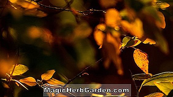 Rhododendron (Scott Gartrell Robin Hill Hybrid Azalea) - #2