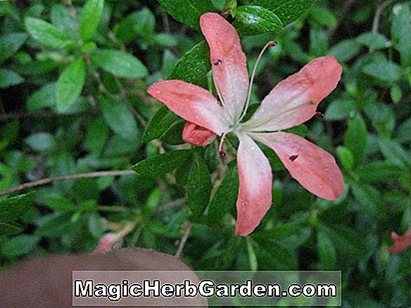 Tumbuhan: Rhododendron (Shiko no Tsuki Satsuki Hybrid Azalea) - #2