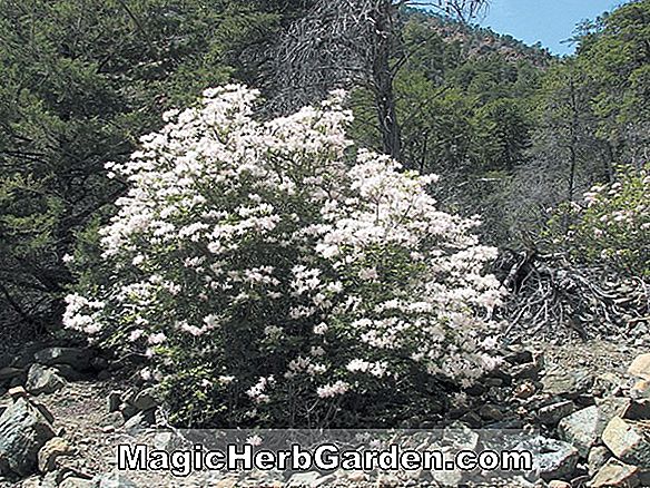 Rhododendron (Star Greenwood Hybrid Azalea)