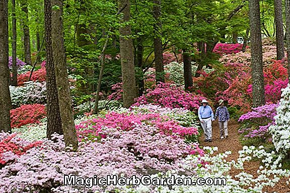 Rhododendron (Suwanee Glenn Dale Azalea) - #2