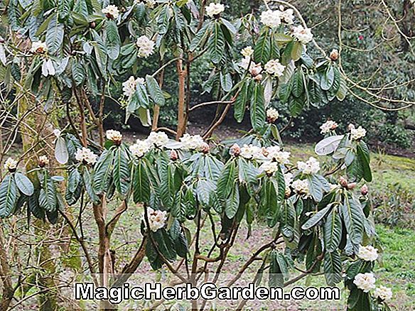 Rhododendron (Sunray Mollis Hybrid Azalea)
