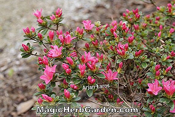 Rhododendron (Taka no Tsukasa Satsuki Hybrid Azalea) - #2