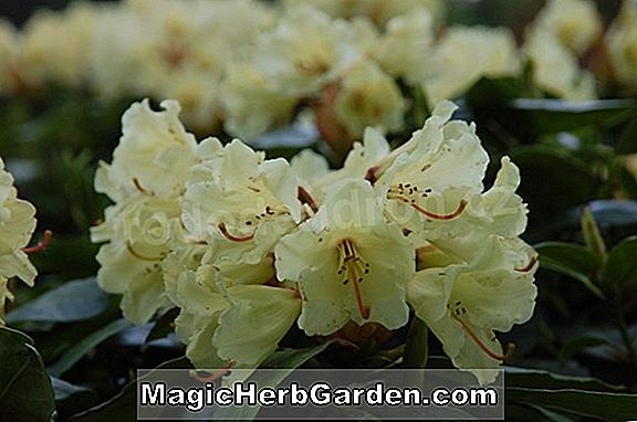 Rhododendron (Cam Knap Hill Azalea)