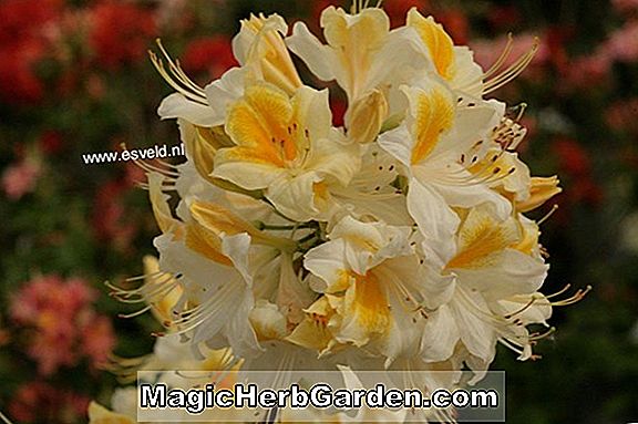 Rhododendron (Toucan Knap Hill Azalea)