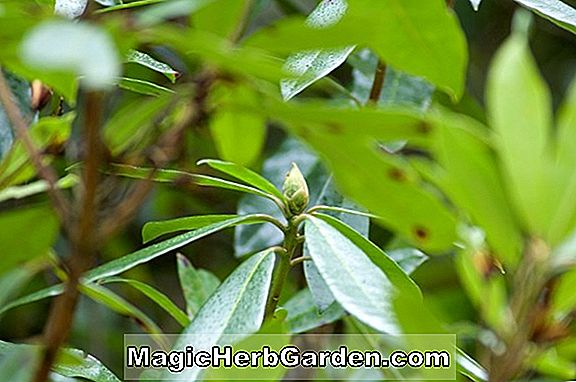 Rhododendron (Wye Knap Hill Azalea) - #2