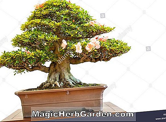 Rhododendron (Charles Rogier Mollis Hybrid Azalea) - #2