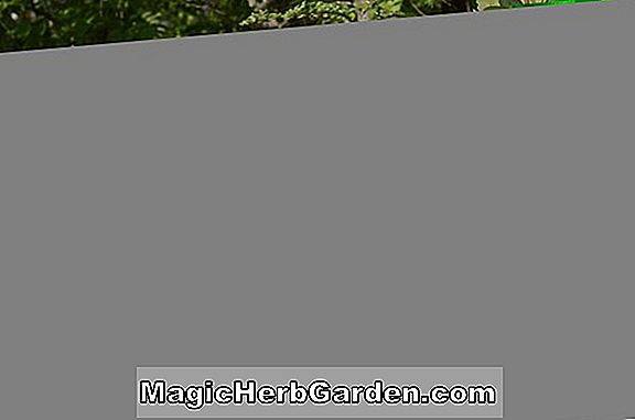 Tumbuhan: Rhododendron (Colin Kenrick Knap Hill Azalea)