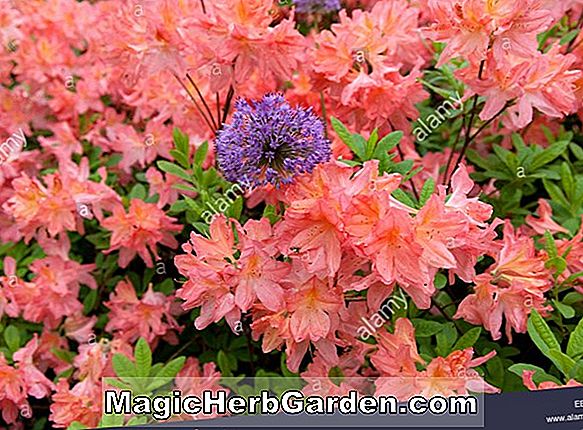 Rhododendron (Cover Girl Greenwood Hybrid Azalea) - #2