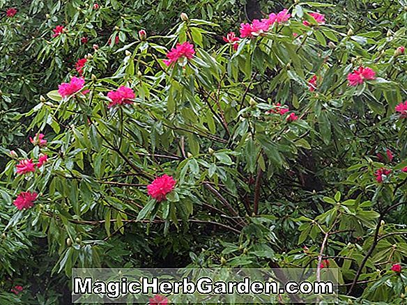 Rhododendron (Daybreak Exbury Azalea) - #2