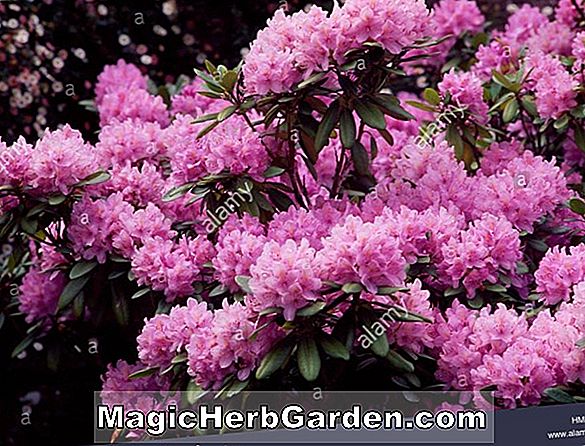 Rhododendron catawbiense (Mountain Rosebay)
