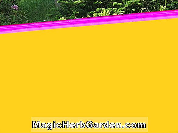 Tumbuhan: Rhododendron catawbiense (Ibu dari Pearl Catawba Rhododendron)