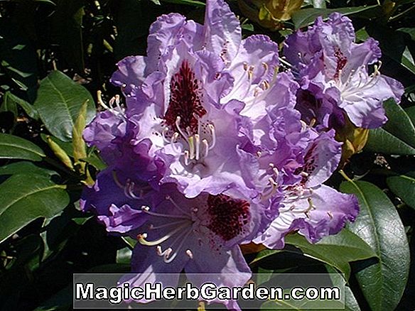 Rhododendron hybrida (Maskot Glenn Dale Azalea)