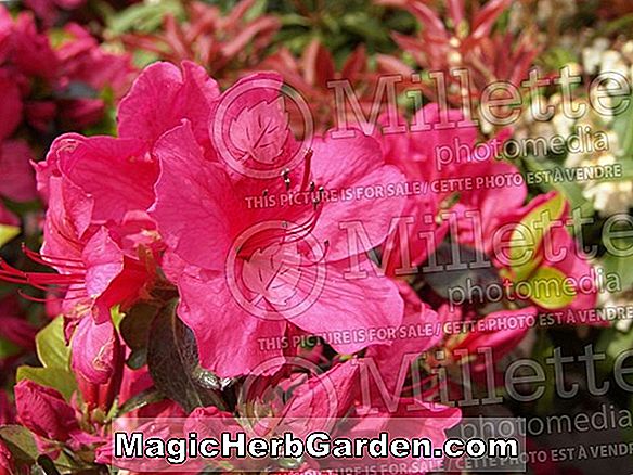 Rhododendron hybrida (Girard Pink Dawn Girard Azalea) - #2