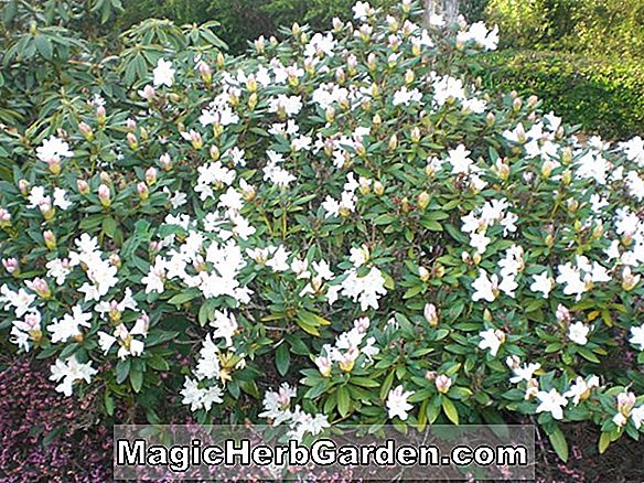 Rhododendron hybrida (Amagasa Satsuki Azalea) - #2