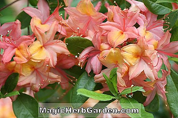 Rhododendron hybrida (Josephine Klinger Ghent Hybrid Azalea) - #2
