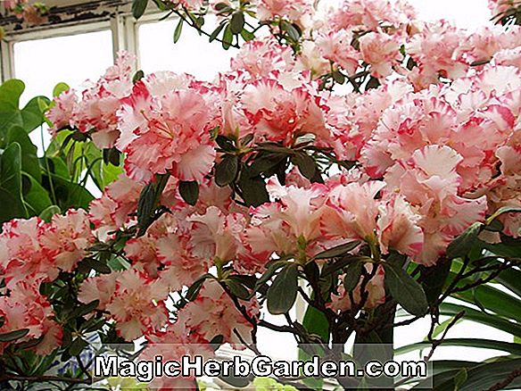 Rhododendron hybrida (La Surprise Ghent Hybrid Azalea)