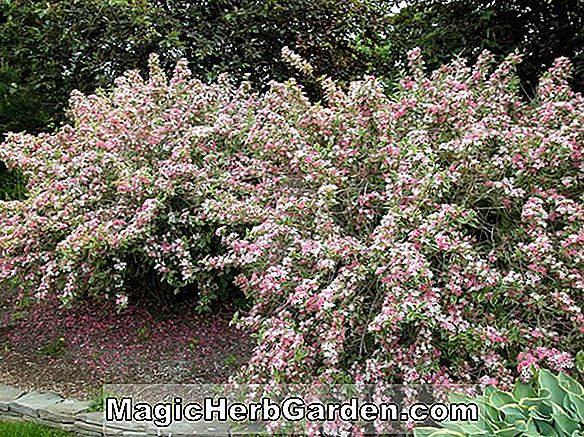 Tumbuhan: Rhododendron hybrida (Alba Violacea Ghent Hybrid Azalea) - #2