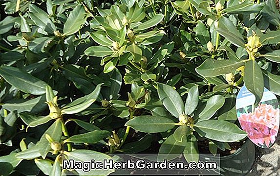 Rhododendron hybrida (Dorothy Gish Rutherfordiana Azalea) - #2
