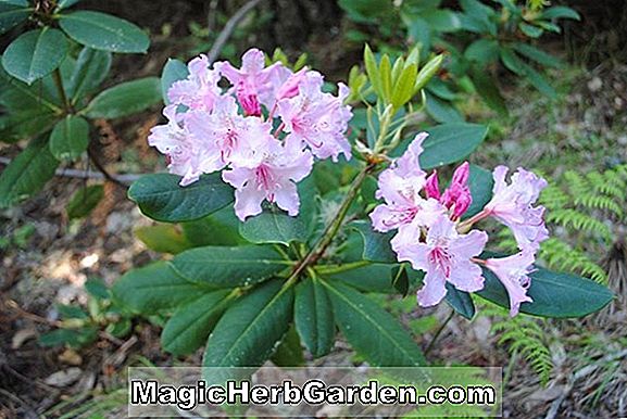 Tumbuhan: Rhododendron (Jeanne A. Koster Mollis Hybrid Azalea) - #2