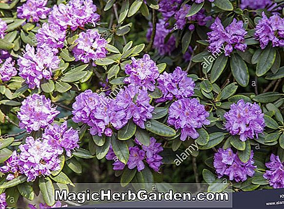 Rhododendron kaempferi (John Cairns 'Kaempferi Azalea) - #2