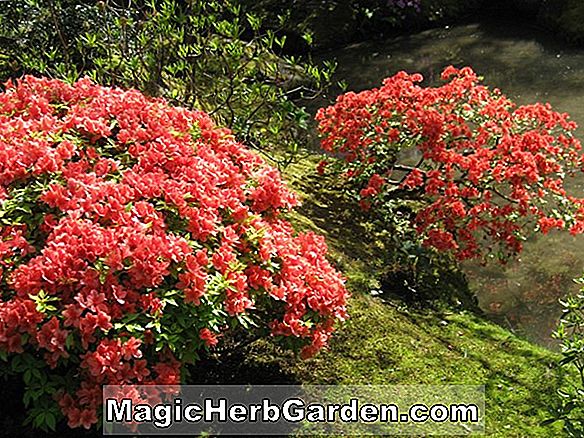 Rhododendron kaempferi (L Hirondelle Torch Azalea) - #2