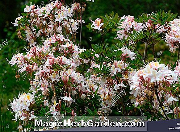 Rhododendron kaempferi (Nordicht Torch Azalea)