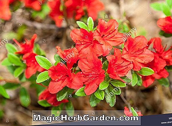 Rhododendron kiusianum (Harunoumi Kyushu Azalea)
