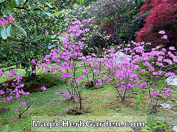 Rhododendron (Low Red Frilled P.J.M. Rhododendron)