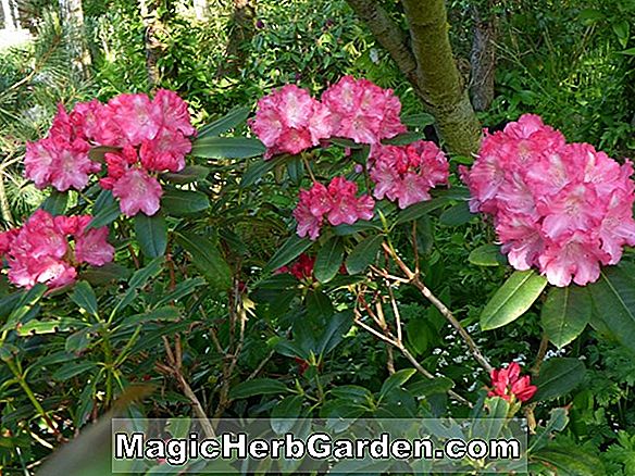 Tumbuhan: Rhododendron (Mrs H. den Ouden Mollis Hybrid Azalea)