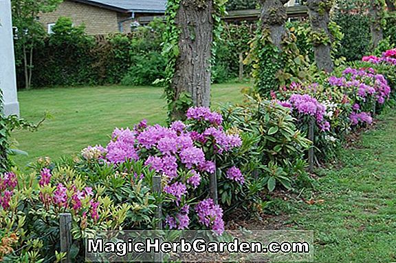 Tumbuhan: Rhododendron (Ny. Norman Luff Mollis Hybrid Azalea)