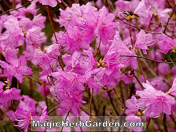 Rhododendron mucronulatum (Pink Mucronulatum Rhododendron) - #2