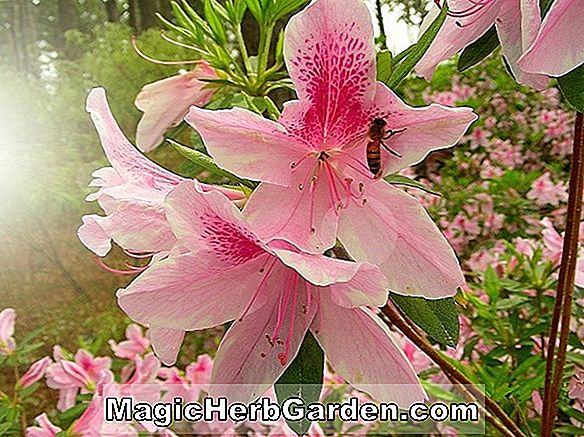Rhododendron simsii (Elegans Southern Indian Hybrid Azalea) - #2