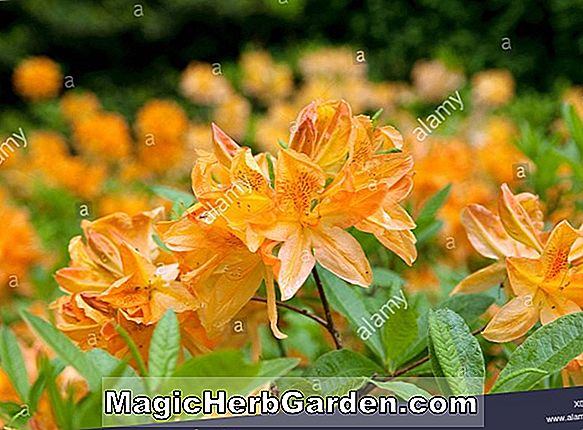 Rhododendron (T.J. Seidel Mollis Hybrid Azalea) - #2