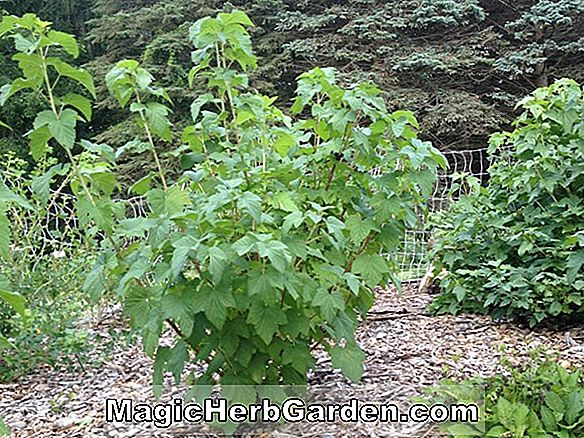 Tumbuhan: Ribes nigrum ('Consort' Black Currant)