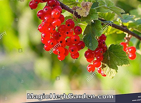 Ribes sanguineum ('Pulborough Scarlet' Flowering Currant)