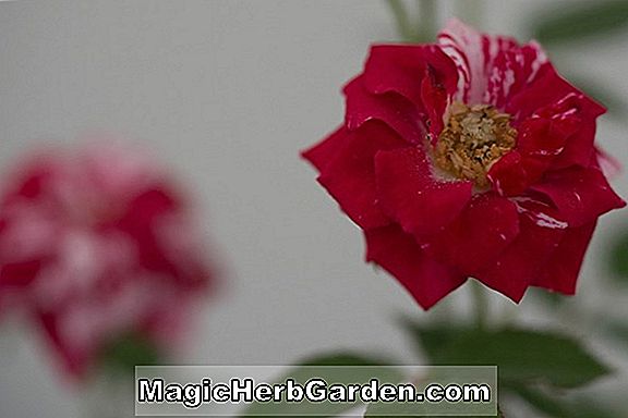 Tumbuhan: Rosa (Cupid Rose)
